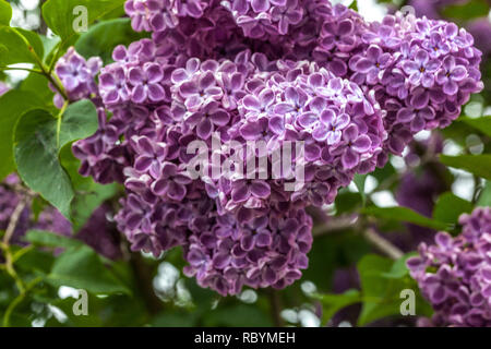 Violet lilas Syringa vulgaris, richesse des fleurs Banque D'Images