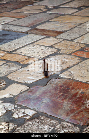 Pigeon sur Saint-sépulcre Cour - Jérusalem, Israël Banque D'Images