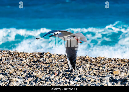 Flying seagull sur la plage de galets au large de Nice, France. Banque D'Images