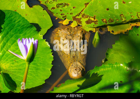 Caiman crocodilus crocodilus. Caiman sous l'eau dans l'habitat naturel à Tobago, West Indies. La tête et les yeux sont au-dessus de la surface de l'eau Banque D'Images