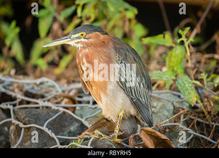 (Heron Butorides virescens) Green heron soutenues face vers la gauche, prête pour la pêche en eau douce Creek dans le petit village de pêcheurs de Castara, Tobago Banque D'Images