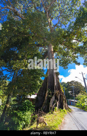 Tobago, Antilles, Caraïbes. Le coton de soie géant arbre est le plus ancien et le plus grand arbre sur Tobago et a une histoire légendaire de Gang Gang Sarah Banque D'Images