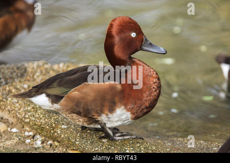 Le canard siffleur (Anas penelope). Wild life duck. Banque D'Images