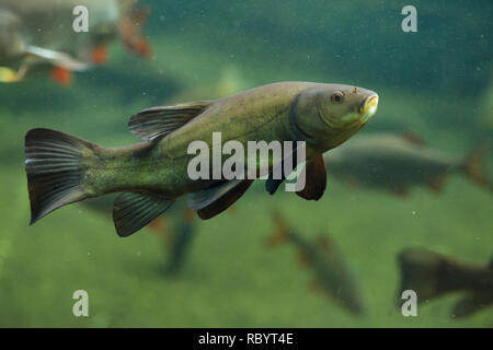 La tanche (Tinca tinca), également connu sous le nom de médecin de poissons. Banque D'Images