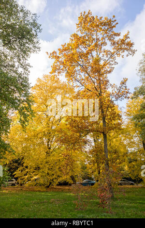 Les arbres d'automne, feuillage de l'automne, les feuilles d'automne Banque D'Images