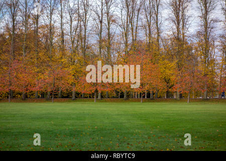 Les arbres d'automne dans la région de Cambridge, Royaume-Uni Banque D'Images