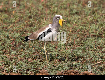 À couronne blanche sociable (Vanellus albiceps) Banque D'Images