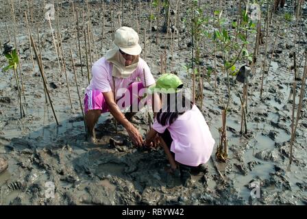 Bénévoles de la famille non identifiés thaïlandais travaillant sur les jeunes arbres de mangrove dans le reboisement pour réduire le réchauffement climatique le long des rives à Bangpu beach. Banque D'Images