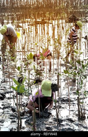 Bénévoles de la famille non identifiés thaïlandais travaillant sur les jeunes arbres de mangrove dans le reboisement pour réduire le réchauffement climatique le long des rives à Bangpu beach. Banque D'Images