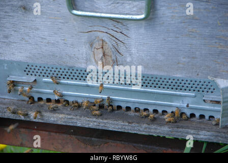 Les abeilles voler en face de l'entrée de la ruche Banque D'Images
