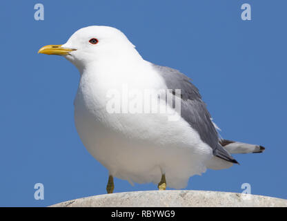 Un Mew Gull au sommet d'un lampadaire à Anchorage, Alaska Banque D'Images