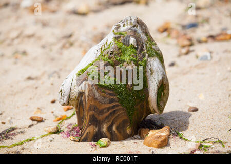 Morceau de bois patiné sur une plage de sable, couverts de mousse. Banque D'Images