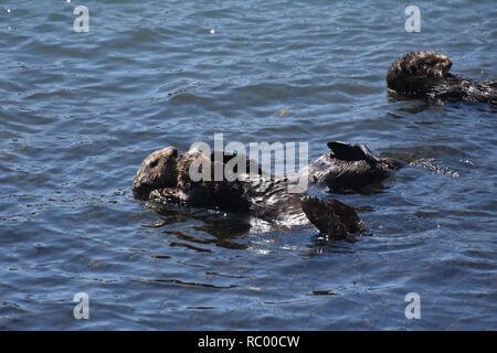 Groupe doux des loutres de mer flottant dans Morro Bay en Californie. Banque D'Images