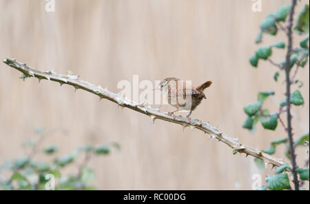 Le Troglodyte mignon (Troglodytes troglodytes), connu comme le troglodyte mignon en Amérique du Nord, cette personne a été bagués ou en lignes. Banque D'Images