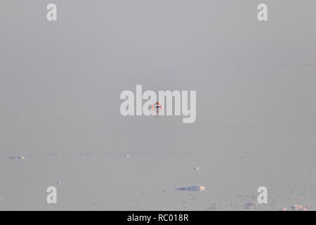 Un homme nage en eaux peu profondes du lac de sel d'Orumieh, province de l'Ouest, l'Iran Banque D'Images