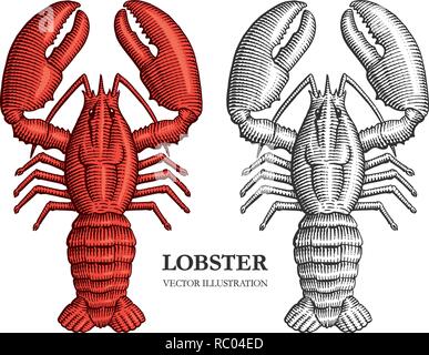 Vector illustration gravure du homard. Crustacé dessiné à la main dans un style vintage. Illustration de Vecteur