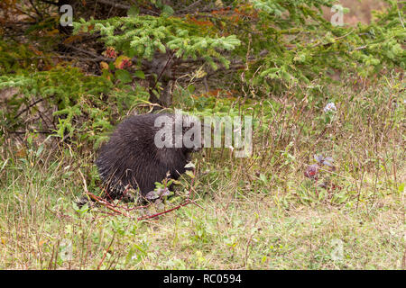 Une harde de fourrages pour l'alimentation dans le parc national de Forillon en Gaspésie au Québec, Canada. Le mammifère mange les feuilles. Banque D'Images