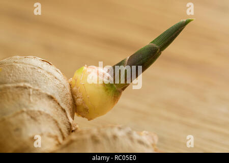 La germination des racines de gingembre frais close up Banque D'Images