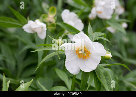 Paeonia emodi des fleurs au printemps. Banque D'Images
