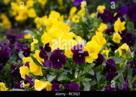 Viola x wittrockiana fleurs. Banque D'Images