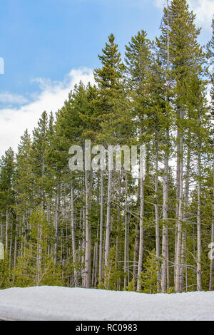 Le Parc National de Yellowstone, Wyoming, USA. Forêt de pins tordus. Banque D'Images