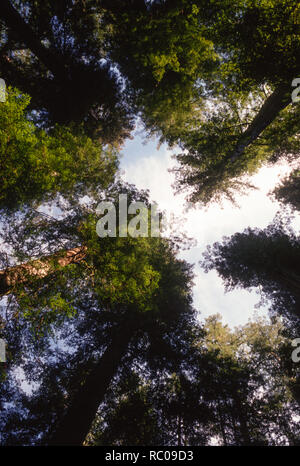 Séquoias imposants comme vu à partir du sol, California, USA Banque D'Images
