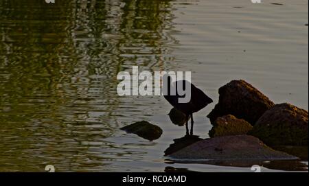 Foulque debout sur Rock Pile dans Lindsey City Park, le lac de pêche Public Canyon, Texas. Banque D'Images