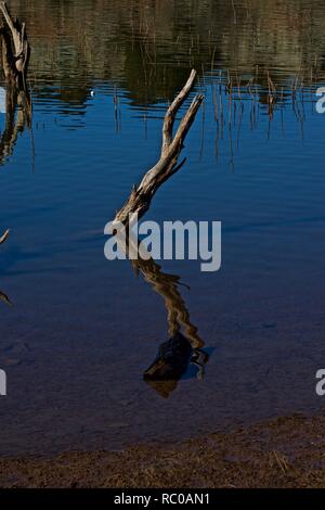 Bois submergé et de l'eau Réflexions le long de la rive du lac McKinsey près de Amarillo, Texas. Banque D'Images