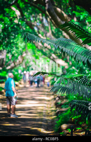 Les touristes sur un sentier de promenade dans les jardins botaniques de Kirstenbosch à Cape Town Banque D'Images