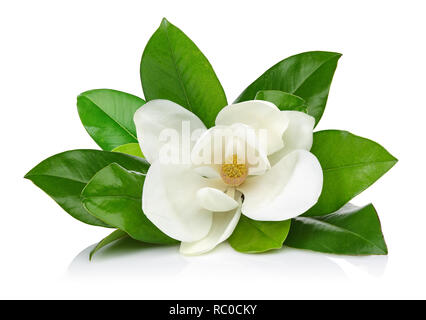 Magnolia fleurs avec des feuilles isolées sur fond blanc Banque D'Images