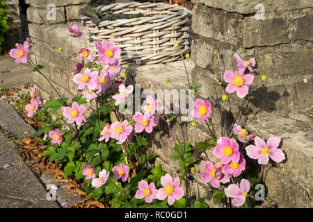 Jardin urbain typique avec des fleurs roses poussant le long d'un mur de briques Banque D'Images