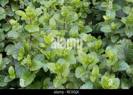 Feuilles de menthe poivrée fraîche dans un jardin, peut être utilisé comme herbe pour un thé à la menthe. Banque D'Images