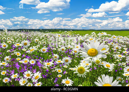 Paysage de printemps avec la floraison des fleurs sur pré. camomille blanc et violet fleurs jacinthes sur terrain. vue d'été de la floraison des fleurs sauvages dans mead Banque D'Images