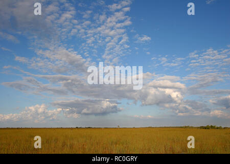 Le Sawgrass en étendue le Parc National des Everglades, en Floride, à partir de l'Pa-Hay-Okee sous une belle promenade l'automne cloudscape. Banque D'Images