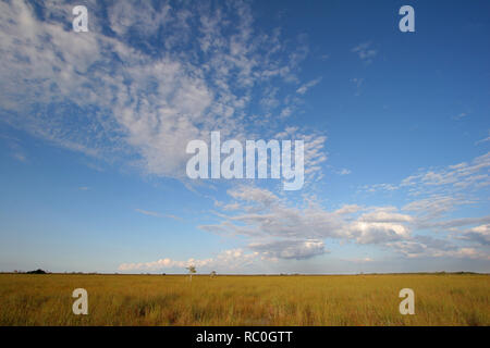 Le Sawgrass en étendue le Parc National des Everglades, en Floride, à partir de l'Pa-Hay-Okee sous une belle promenade l'automne cloudscape. Banque D'Images