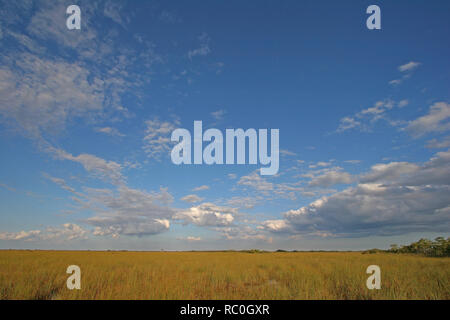 Le Sawgrass en étendue le Parc National des Everglades, en Floride, à partir de l'Pa-Hay-Okee sous une belle promenade l'automne cloudscape. Banque D'Images