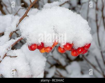 Des pommes mûres gelée recouverte de neige - selective focus Banque D'Images