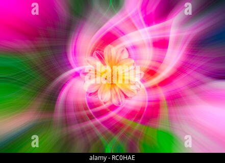 Résumé arrière-plan coloré effet twirl avec fleur Banque D'Images