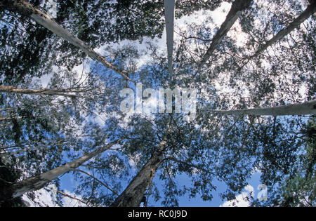 La perspective des changements climatiques - à la recherche de miles Skywards, avec des immenses arbres gommes australienne vers le ciel autour de la scène. Ciel bleu accompagné avec quelques nuages blanc soufflé améliore le réchauffement de la capture d'image. Banque D'Images