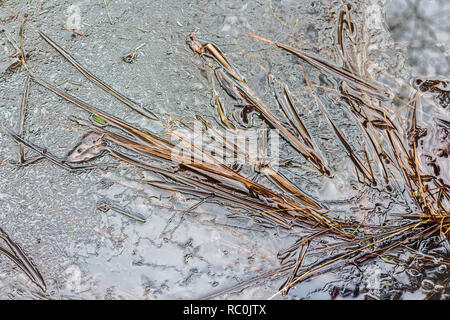 Détail d'herbes et de morceaux de la végétation dans un étang gelé, avec une texture complexe, plan des lignes, satellite et les crêtes le long de la surface glacée. Banque D'Images