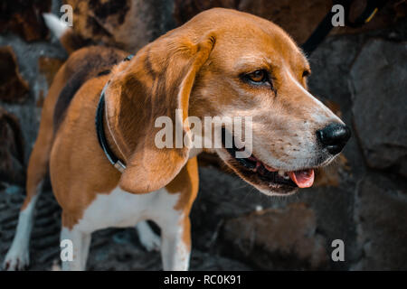 Chien Beagle visage souriant. Rocks wall background Banque D'Images