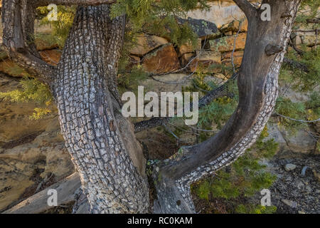 Le genévrier, Juniperus deppeana Alligator, le long du sentier en haut Mesa El Morro National Monument, New Mexico, USA Banque D'Images