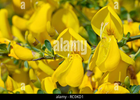 À balais (Cytisus scoparius), close up de deux fleurs hors de la multitude produit par l'arbuste. Banque D'Images