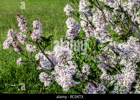 Lilas blanc, Syringa vulgaris ' Madame Casimir Perier ' Banque D'Images