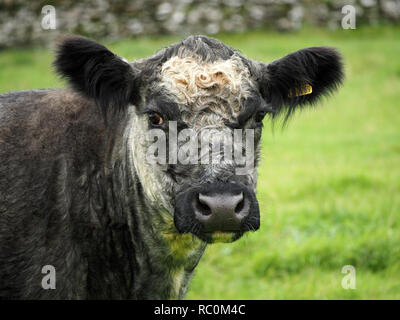 Les jeunes bovins gris bleu bullock (initialement produites par le croisement de bovins Shorthorn Blanc Noir avec Galloway à la production de viande) dans la région de Cumbria, Angleterre, Royaume-Uni Banque D'Images