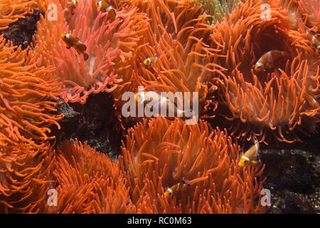 Ocellaris clownfish Amphiprion ocellaris (natation) dans le magnifique anémone de mer (Heteractis magnifica). Banque D'Images
