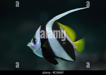 Pennant coralfish (Heniochus acuminatus), également connu sous le nom de corail bannerfish ou cocher. Banque D'Images