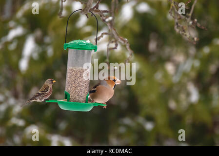 Sizerin flammé (Acanthis flammea) et oiseaux (Coccothraustes coccothraustes Hawfinch) assis sur la mangeoire en plastique vert de jardin, en hiver Banque D'Images