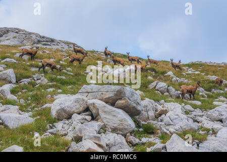 Chèvres de montagne sauvages Banque D'Images