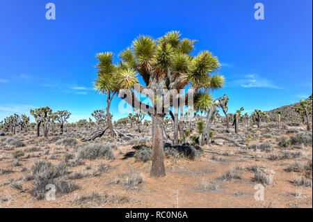 Beau paysage dans Joshua Tree National Park en Californie. Banque D'Images